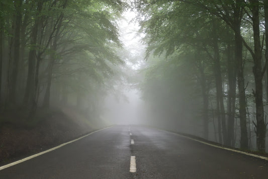 Street with fog and trees