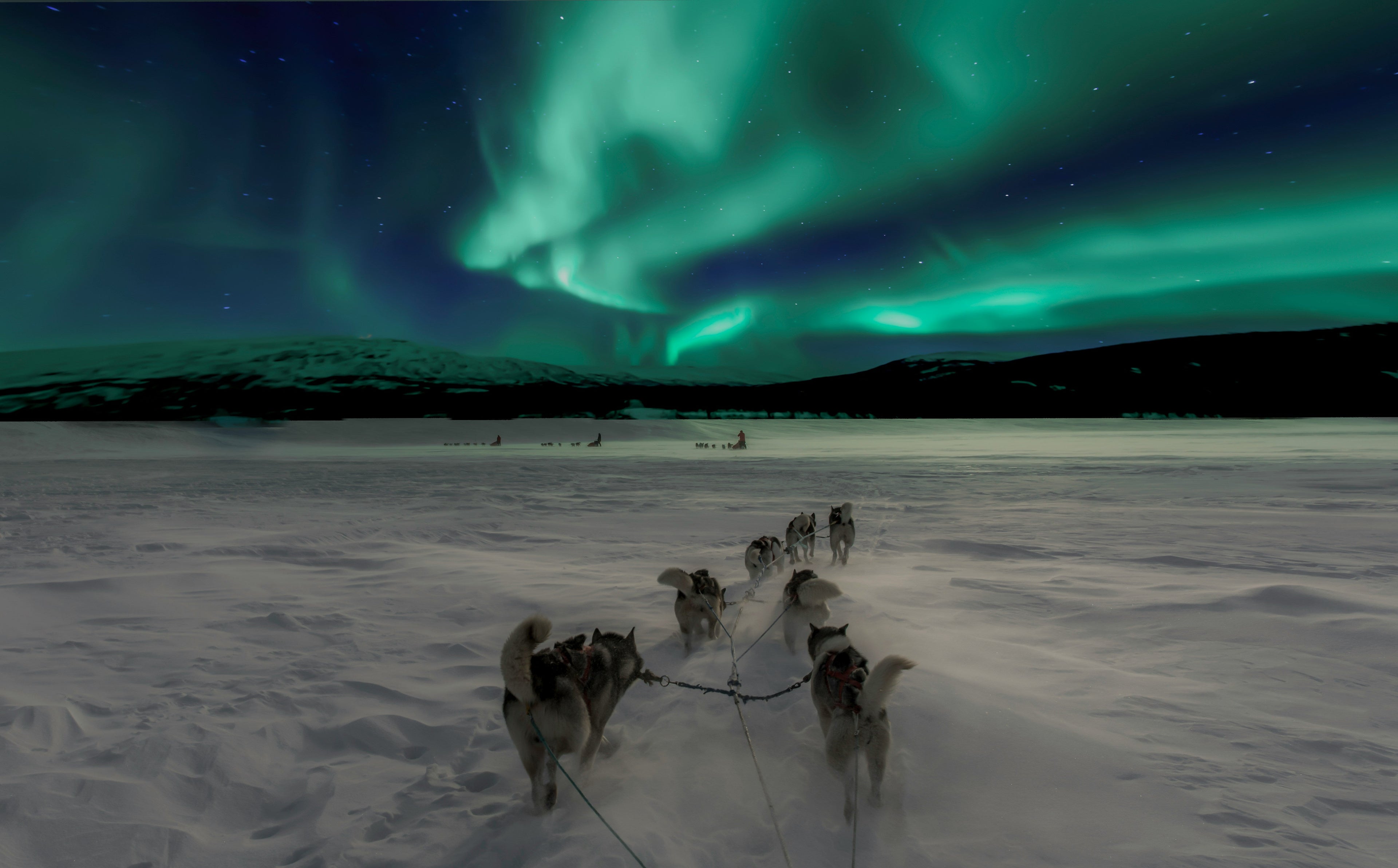 dogs running in snow lights
